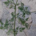 Img.VTax1553.ExN.Img5