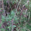 Img.VTax1553.ExN.Img9
