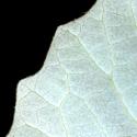 Img.VTax1672.ExN.Img4