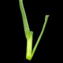 Img.VTax1736.ExN.Img4