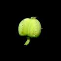 Img.VTax1737.ExN.Img4