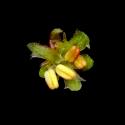 Img.VTax1795.ExN.Img11