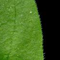 Img.VTax1877.ExN.Img4