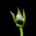 Img.VTax1877.ExN.Img8
