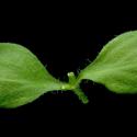 Img.VTax1877.ExN.Img9