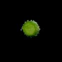 Img.VTax1878.ExN.Img8