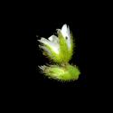 Img.VTax1930.ExN.Img3