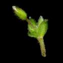 Img.VTax1930.ExN.Img7