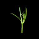 Img.VTax1937.ExN.Img4