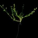Img.VTax1937.ExN.Img5