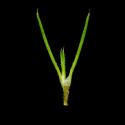 Img.VTax1939.ExN.Img1