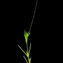Img.VTax1939.ExN.Img3