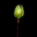 Img.VTax1939.ExN.Img4