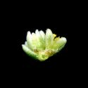Img.VTax1960.ExN.Img3