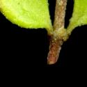 Img.VTax1967.ExN.Img6