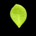 Img.VTax1967.ExN.Img8