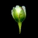 Img.VTax1975.ExN.Img2