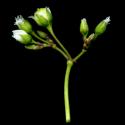 Img.VTax1975.ExN.Img3