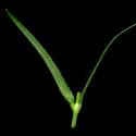 Img.VTax1990.ExN.Img2