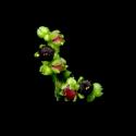 Img.VTax2069.ExN.Img12
