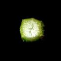 Img.VTax2069.ExN.Img8