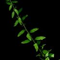 Img.VTax2069.ExN.Img9