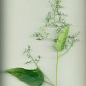 Img.VTax2076.ExN.Img7