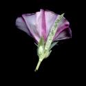 Img.VTax2307.ExN.Img11