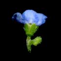 Img.VTax2373.ExN.Img11