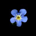 Img.VTax2373.ExN.Img12