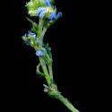 Img.VTax2374.ExN.Img8