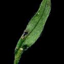 Img.VTax2374.ExN.Img9