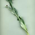 Img.VTax2375.ExN.Img7