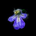 Img.VTax2382.ExN.Img7