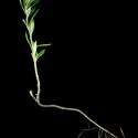 Img.VTax2386.ExN.Img9