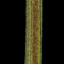 Img.VTax2554.ExN.Img13
