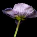 Img.VTax3469.ExN.Img3