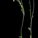 Img.VTax1951.ExN.Img8