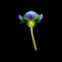 Img.VTax2675.ExN.Img7