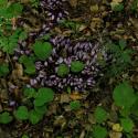 Img.VTax2732.ExN.Img3