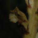 Img.VTax2752.ExN.Img4