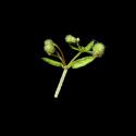 Img.VTax2848.ExN.Img7