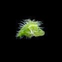 Img.VTax2857.ExN.Img6