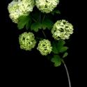 Img.VTax2864.ExN.Img9