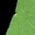 Img.VTax2918.ExN.Img1
