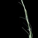 Img.VTax3033.ExN.Img6