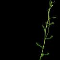 Img.VTax3085.ExN.Img2