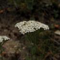 Img.VTax3101.ExN.Img8