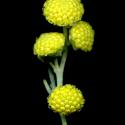Img.VTax3145.ExN.Img4