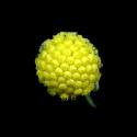 Img.VTax3145.ExN.Img5